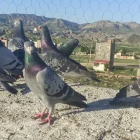 کبوتر بوم تعبید