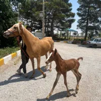 باغ بادام با درختان ۳ ساله جنب کافه و باشگاه اسب|فروش زمین و ملک کلنگی|شهریار, شهریار|دیوار