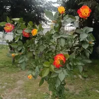 نیازمند همکار در گلفروشی