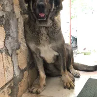 واگذاری سگ سرابی وپژدر|سگ|تالش, تالش|دیوار