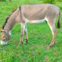 الاغ نر وماده ویه بچه دختر ۷ماهه