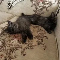 پیشی|گربه|تبریز, |دیوار