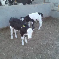 با سلام دو راس گوساله بفروش میرسد|حیوانات مزرعه|باشتین, |دیوار