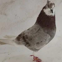 کبوترهای گرفته برج