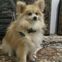 سگ پامراصیل