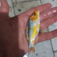 ماهی کوی دو تا پنج بند|ماهی|اصفهان, کارلادان|دیوار