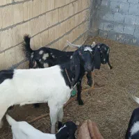 بزدورگ پاکستانی(رودان)