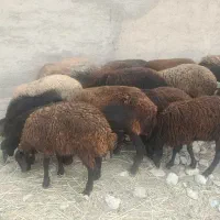 17راس میش شیشک افشاری