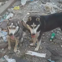 سگ هاسکی نژاد دار اصیل