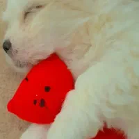 سگ با شناسنامه و بی سروصدا