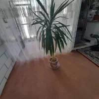 گل طبیعی یوکا|گل و گیاه طبیعی|شاهرود, |دیوار