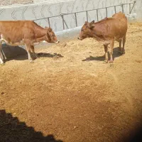 گوساله چاق چاق