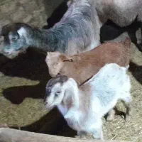 بز بزغاله چپیش|حیوانات مزرعه|ساوه, |دیوار