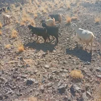 فروش بزوگیسه