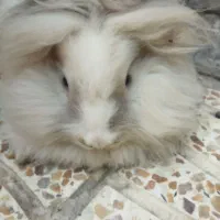 خرگوش