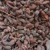 فخری تمیز درجه یک