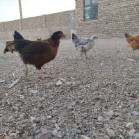 جوجه مرغ و خروس 5ماهه|حیوانات مزرعه|مشهد, رباط طرق|دیوار