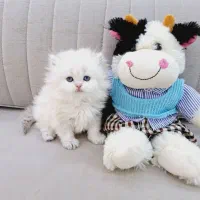 مجموعه گربه ایران کتز