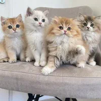 بچه گربه های اصیل و نایس( ایران کتز)|گربه|اصفهان, احمدآباد|دیوار