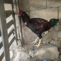 مرغ و خروس لاری