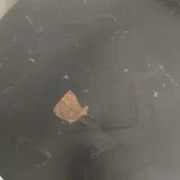 سطل برنج و حبوبات|ظروف نگهدارنده، پلاستیکی، یکبارمصرف|مشهد, انقلاب|دیوار