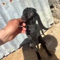 کهره شیری ماده