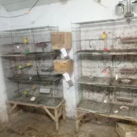 طوطی کوتوله برزیلی باتخم
