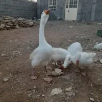 قو غاز نر،تخم قوغاز