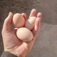 تخم مرغمحلی