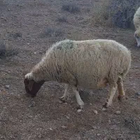 میش بره