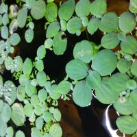 کاهو آبی|ماهی|چالوس, |دیوار