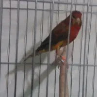 قناری نر و ماده سرخ یکدست اصیل|پرنده|شیراز, وصال|دیوار