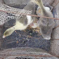 فروش  جوجه غاز محلی|حیوانات مزرعه|آمل, |دیوار