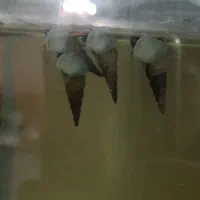 حلزون شیپوری مولد|ماهی|اصفهان, امامزاده اسماعیل|دیوار