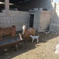 کولار ترکی کهره دار