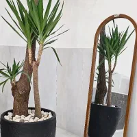 آینه قدی در ۵ سایز و ۳ طرح مختلف