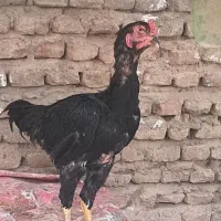 خروس لاری افغان|حیوانات مزرعه|گنبد کاووس, |دیوار