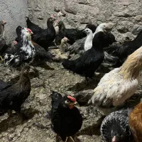 فروش نیمچه مرغ و خروس ۴۵ روزه تا ۴ ماهه