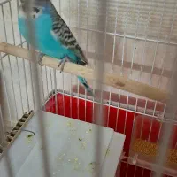 مرغ عشق|پرنده|اصفهان, پرتمان|دیوار