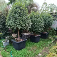 استخدام نیرو با حقوق ثابت در گل و گیاه همیشه بهار