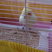 عروس هلندی|پرنده|محمدشهر, شهرک چمران|دیوار