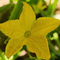 خانه اجاره ای