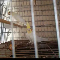 عروس هلندی یک جفت نرسخنگو