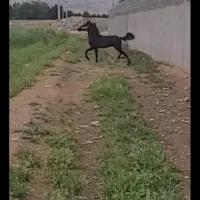 نریون عرب