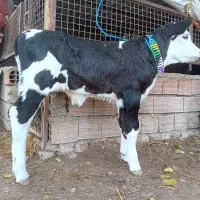 گوساله سیمینتال نر آخرت جنس بالا صنعتی تلیسه گاو