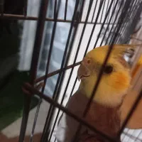 عروس هلندی|پرنده|کوچصفهان, |دیوار