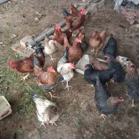 مرغ و خروس محلی