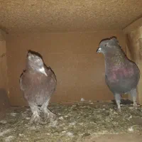 معاوضه|پرنده|گرگان, |دیوار