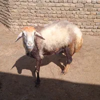 قوچ گوسفند بز|حیوانات مزرعه|خرم‌آباد, |دیوار