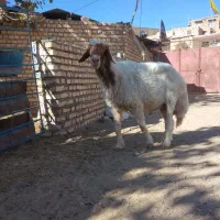 حیوانات مزارع|حیوانات مزرعه|کوهسرخ, |دیوار